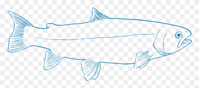 896x360 As An Industry It Relies Heavily On Wild Caught Fish Free Trout Coloring Pages, Animal, Sea Life, Coho HD PNG Download