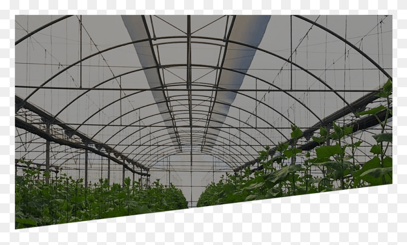 981x562 As Architecture, Building, Greenhouse, Outdoors HD PNG Download