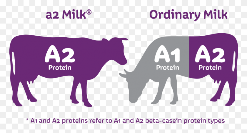 847x426 As Far As Charak Amurth Milk Is Concerned Both Regular A2 Protein, Mammal, Animal, Cow HD PNG Download