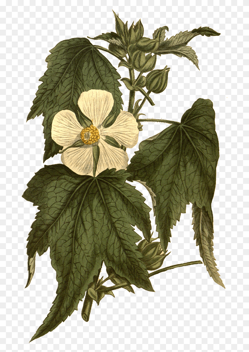 695x1127 Descargar Png / Flor, Hoja, Planta, Árbol Hd Png