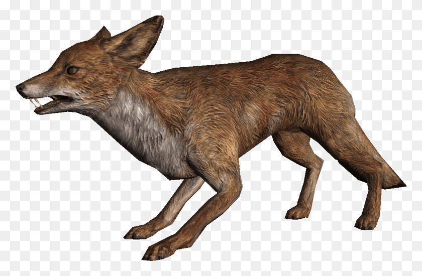 1079x678 As I39ve Mentioned My Favorite Video Game Of All Time Fox Skyrim, Coyote, Mammal, Animal HD PNG Download