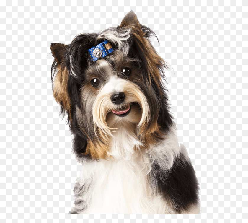 530x695 As It Has Become Compulsory That All Dogs Must Be Microchipped Vets With Pets, Dog, Pet, Canine HD PNG Download