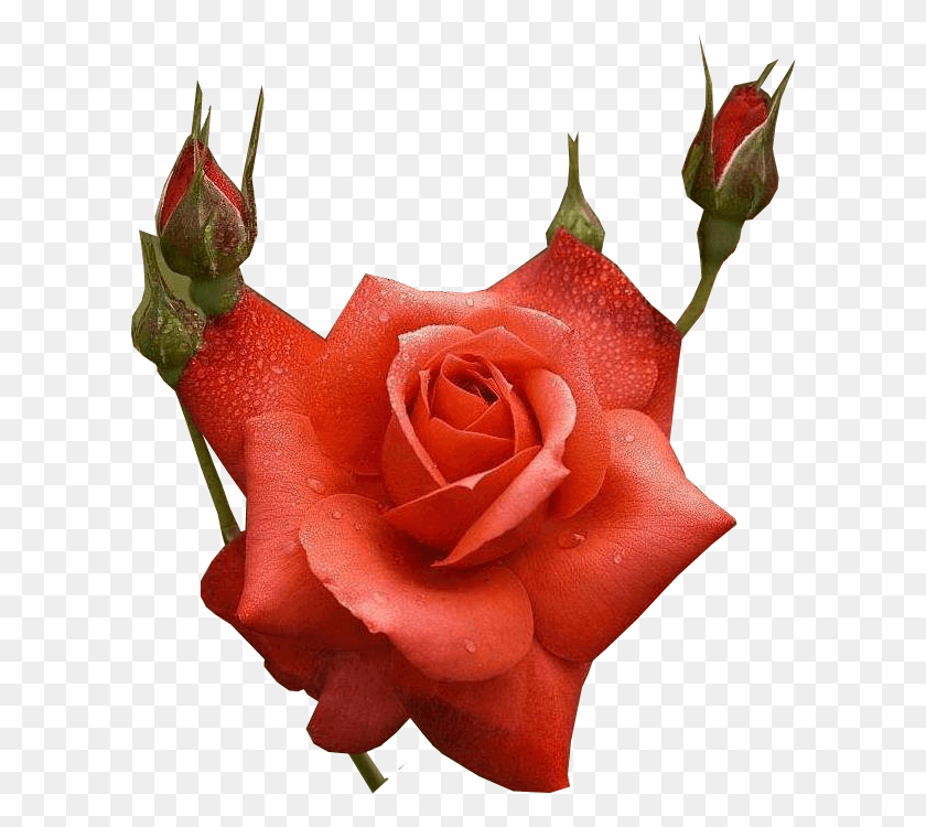 604x690 Как Mais Lindas Rosa Em Love You Фиолетовые Цветы, Роза, Цветок, Растение Hd Png Скачать