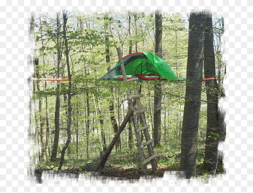 662x582 As Simple As The Name Suggests Camping In A Tree Eifel Adventures, Furniture, Tent, Hammock HD PNG Download