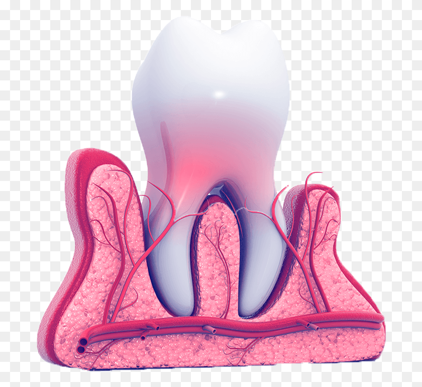 698x710 As We Age Teeth Can Take Quite A Bit Of Wear And Tear Root Canal Treatment, Interior Design, Indoors, Stomach HD PNG Download