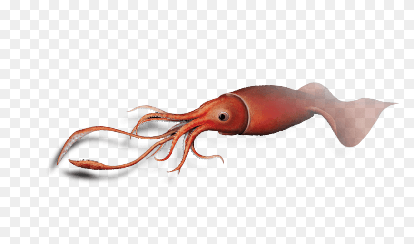 1500x837 As We Approach The 100th Anniversary Of The Colossal Giant Squid, Lobster, Seafood, Sea Life HD PNG Download