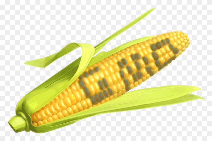 913x586 Как Мы Знаем, Кукуруза - Это Еда Номер Один, Которая Была Кукурузой, Как Говорит Гмо, Растение, Овощи, Змея Png Скачать