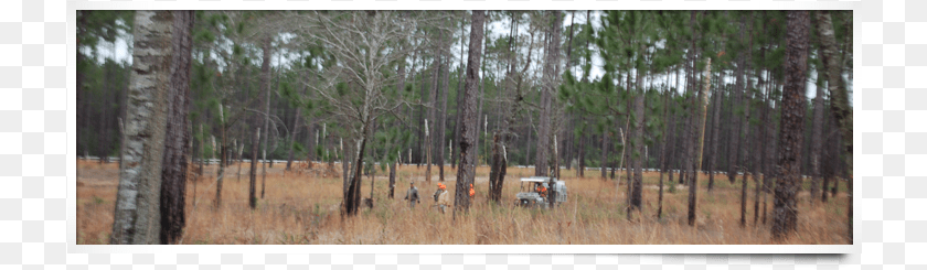 721x245 As You Might Expect In This Part Of The Country Hunting Steelwood Country Club, Grove, Wilderness, Vegetation, Tree Transparent PNG