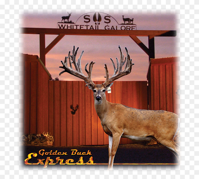700x698 As You Travel Through The Beautiful Country Side Of Whitetail Deer Breeders, Antelope, Wildlife, Mammal HD PNG Download
