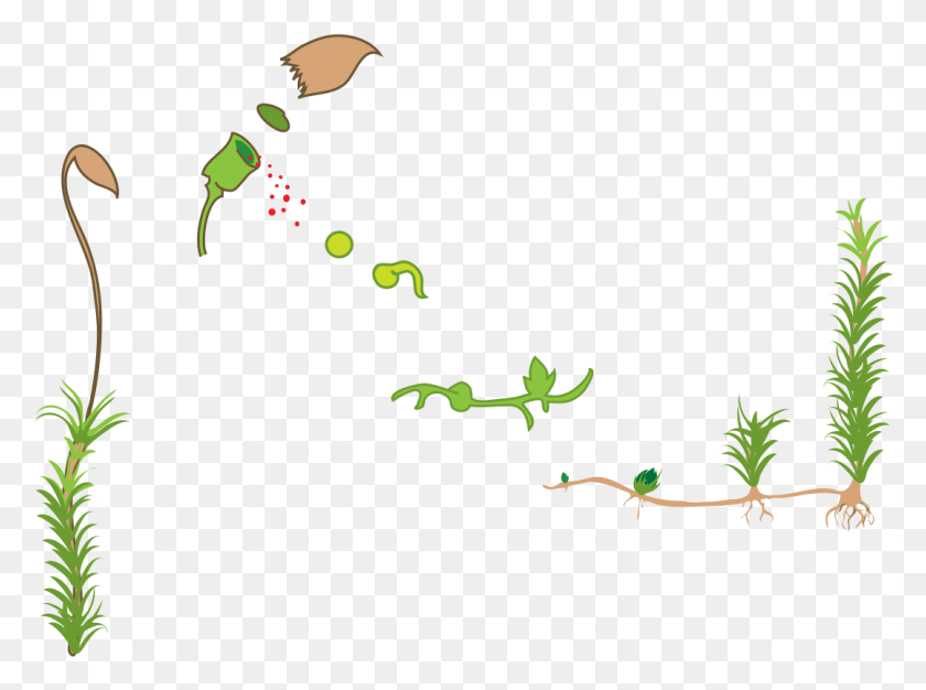 1079x784 Asexual Reproduction Moss Svg Diagram Nolabels Lesn Mikroorganizmy A Nekvitnce Byliny, Lizard, Reptile, Animal HD PNG Download