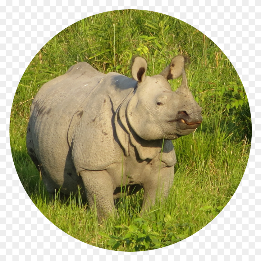 1125x1125 Asia, Rhino, Wildlife, Mammal HD PNG Download