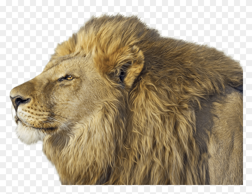 1276x959 León Png / Aslan Resimler León Hd Png