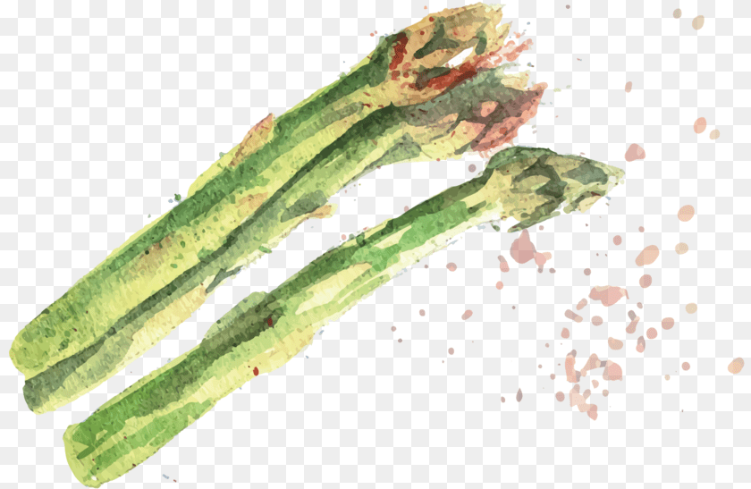 825x547 Asparagus Chlorophyta, Food, Produce Sticker PNG
