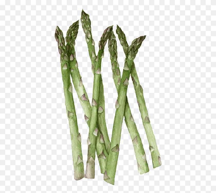 419x688 Asparagus Twig, Plant, Vegetable, Food HD PNG Download