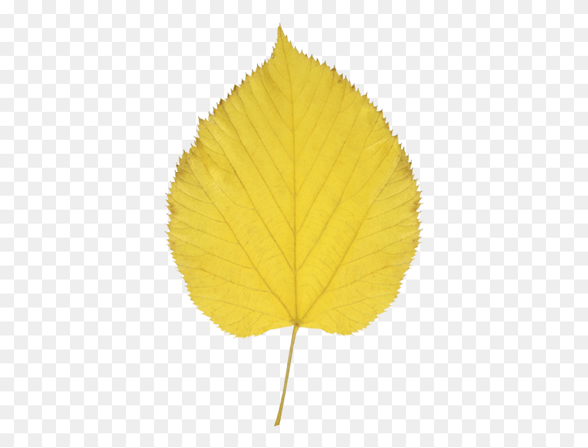 371x581 Листья Осины Осень, Растение, Прожилки, Кленовый Лист Png Скачать