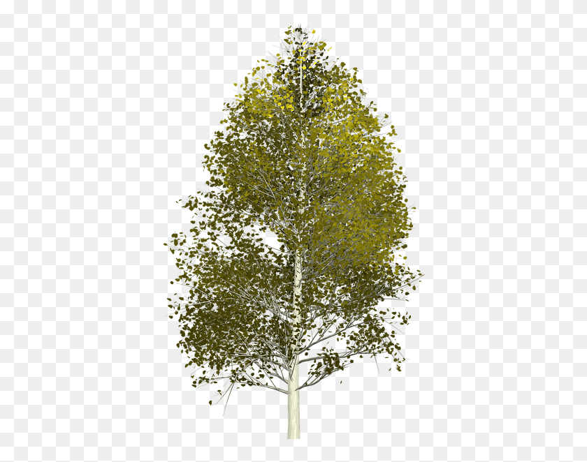 380x602 Aspen Tree Painted Tree Nature Green, Plant, Outdoors, Ice HD PNG Download