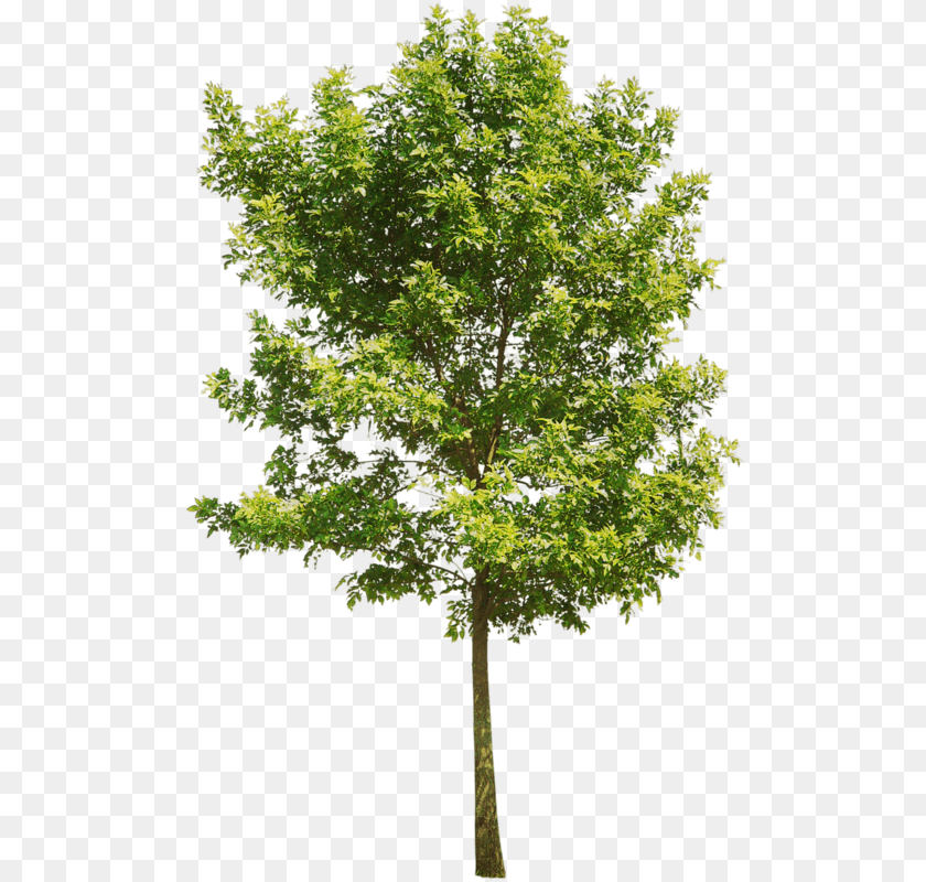 509x800 Aspen Tree Red Oak Tree, Leaf, Maple, Plant, Sycamore Transparent PNG