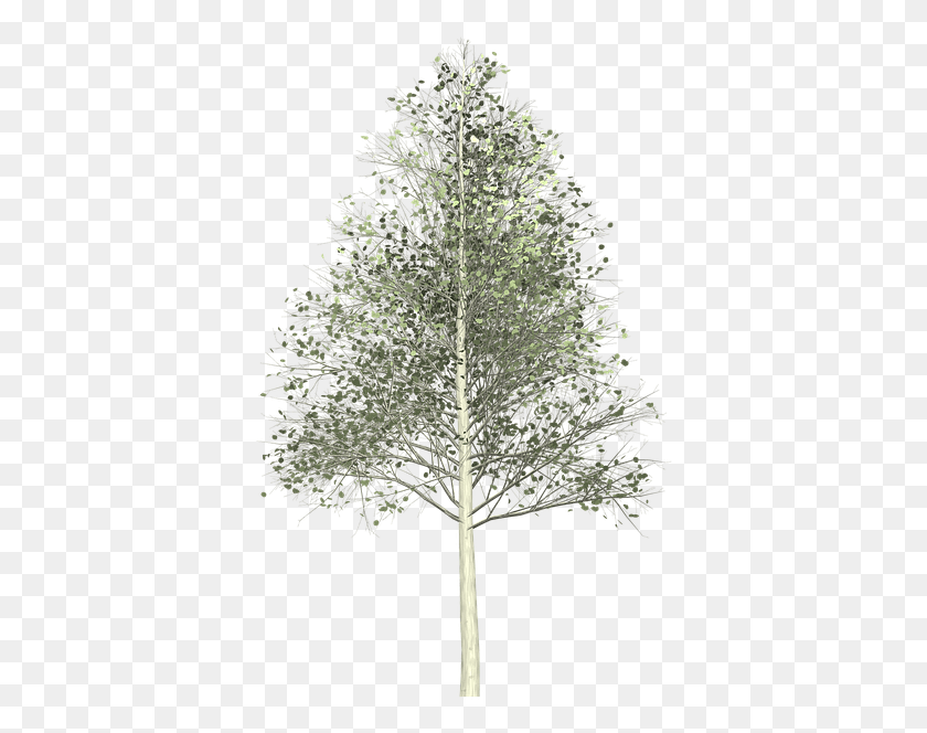 382x604 Aspen Tree Tree, Plant, Leaf, Cross HD PNG Download