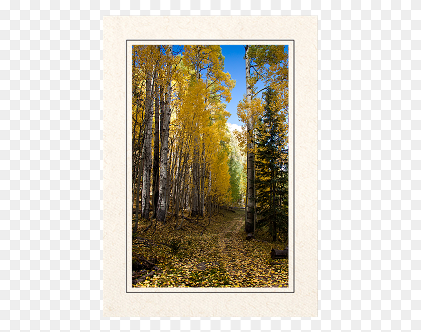 431x604 Рамка Для Фотографий Aspen Walk, Дерево, Растение, Растительность Hd Png Скачать