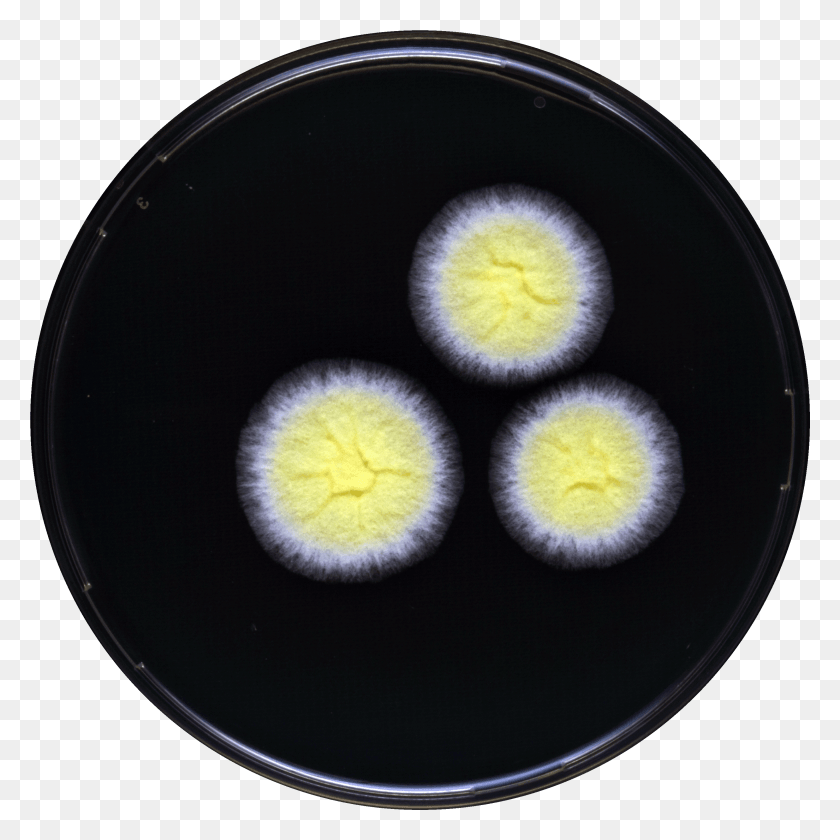 2989x2989 Aspergillus Tonophilus Yes, Sweets, Food, Confectionery HD PNG Download