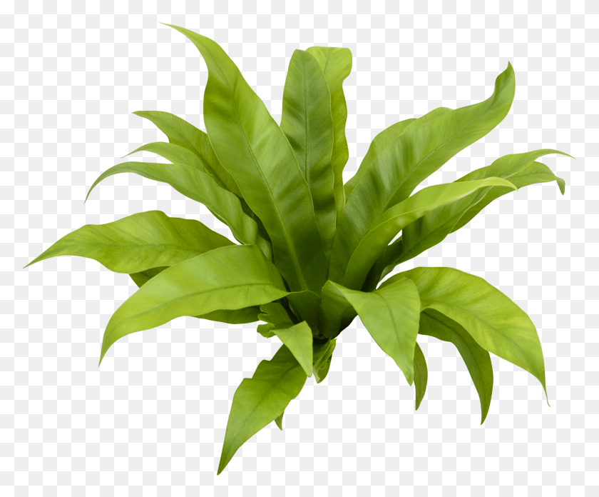 2000x1633 Asplenium Transparent Plant, Leaf, Weed, Green HD PNG Download