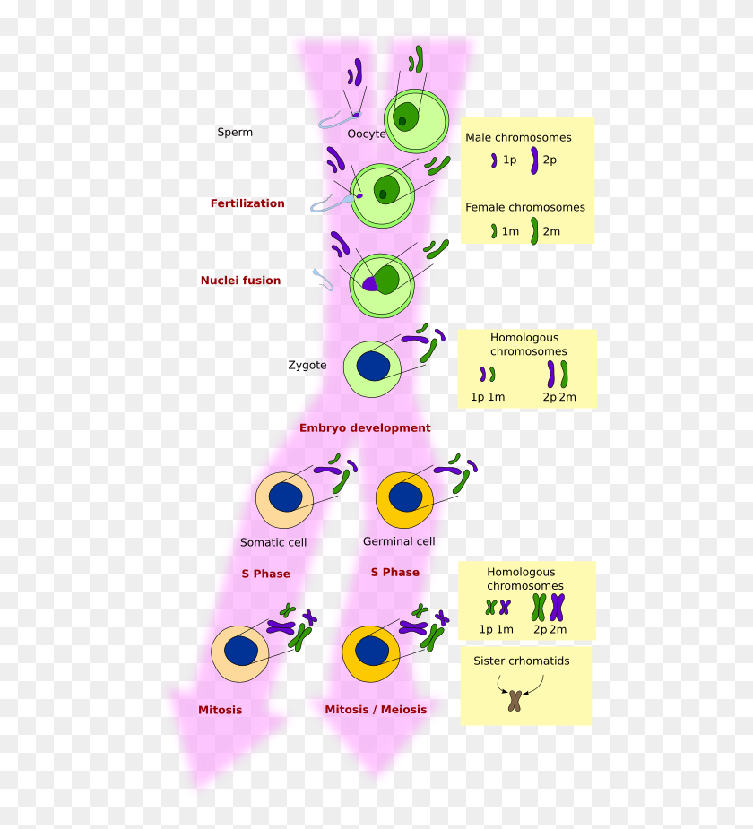 492x865 Association Of Father And Mother Chromosomes During Mitosis Cantidad De Cromosomas, Text, Diagram, Plot HD PNG Download