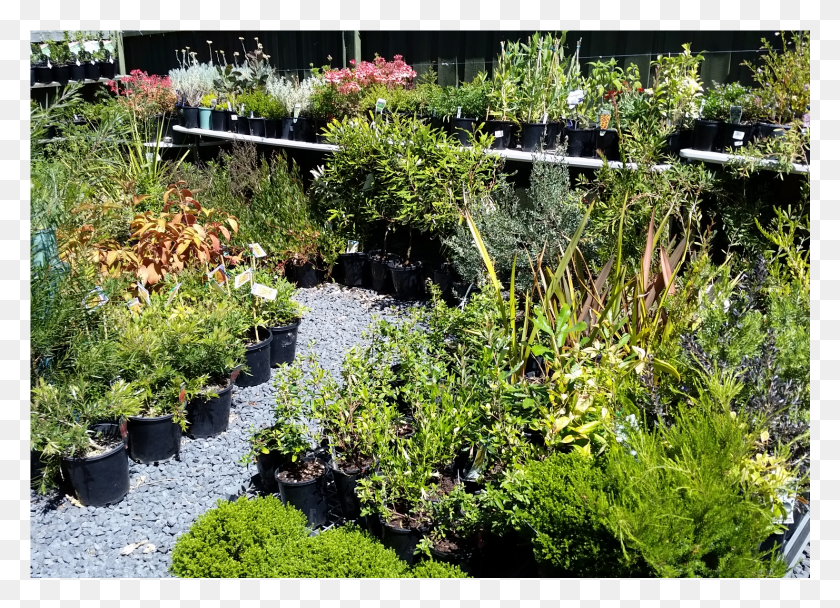 1639x1153 Assorted Plants Yard HD PNG Download