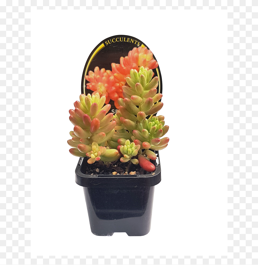 642x801 Assorted Succulents Flowerpot, Plant, Conifer, Tree HD PNG Download