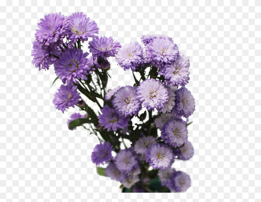 903x684 Aster Flowers Aster Flowers Aster Flowers, Plant, Flower, Blossom HD PNG Download
