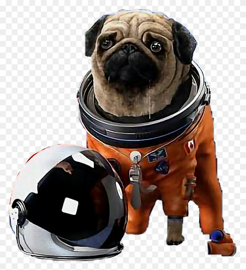 1024x1134 Astronaut Pug Helmet Space Dog Spacedog Freetoedit Pug In Space Suit, Person, Human, Clothing HD PNG Download