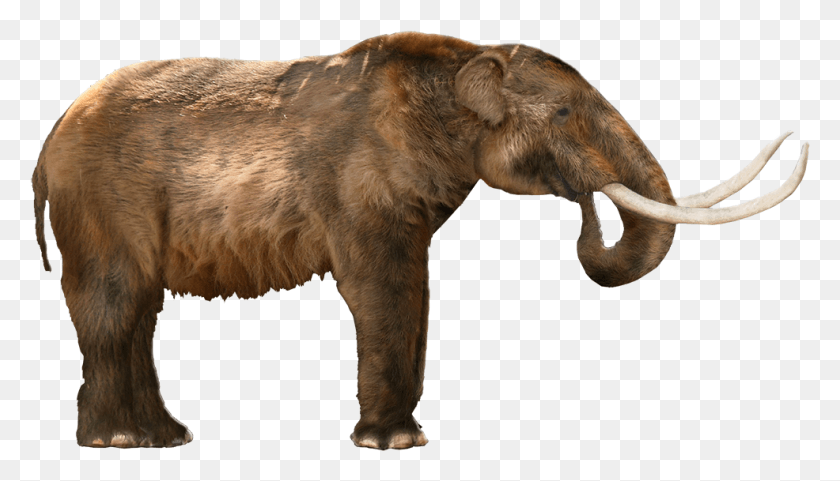 986x533 At First Glance It Is Easy To See Why The American American Mastodon, Wildlife, Animal, Mammal HD PNG Download