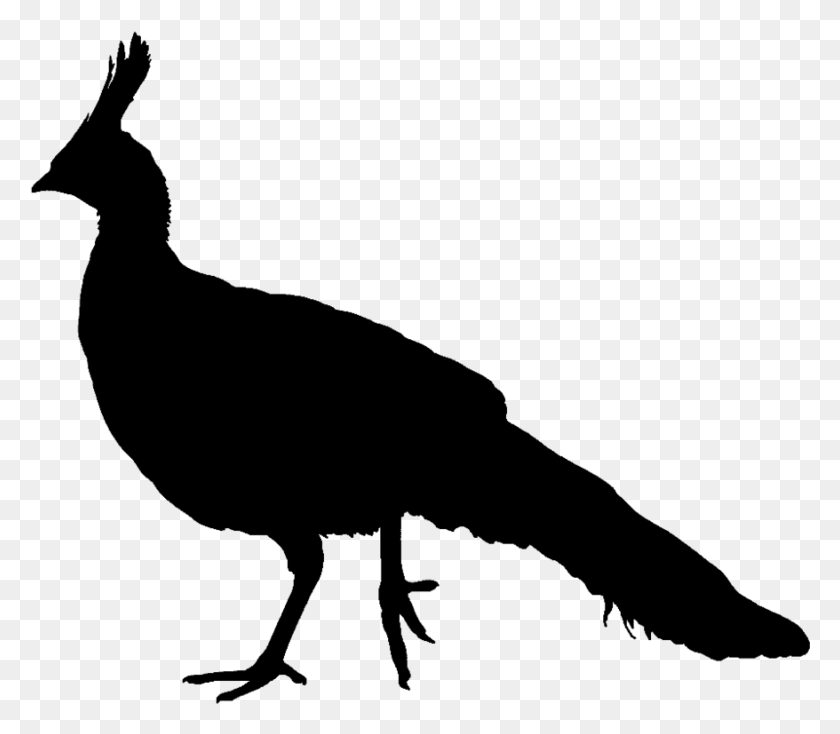 878x759 At Getdrawings Com Free For Personal Use Peacock Silhouette, Gray, World Of Warcraft HD PNG Download