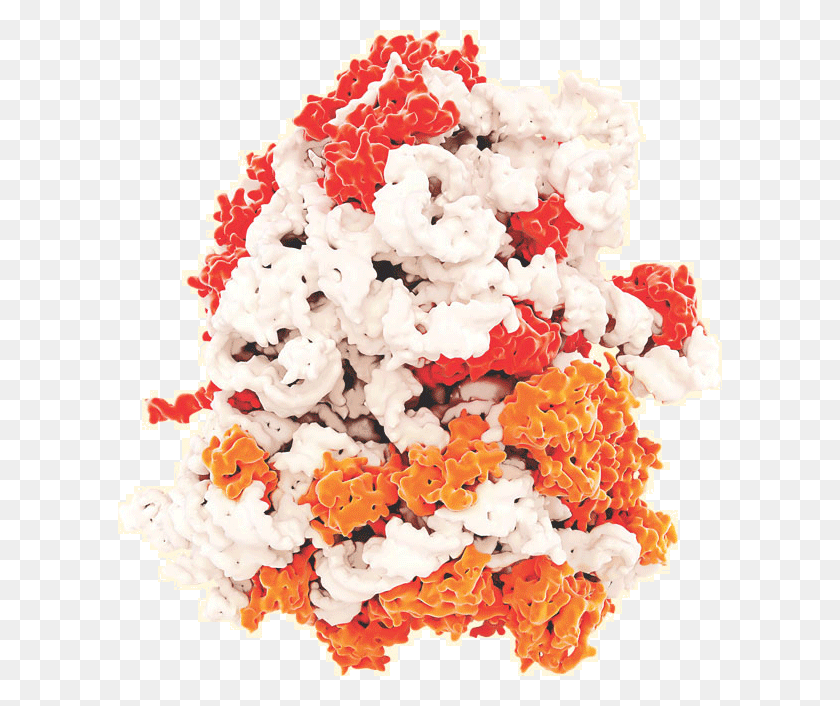 604x646 At Nyu Langone Researchers Are Constantly Innovating Ribosome, Wedding Cake, Cake, Dessert HD PNG Download
