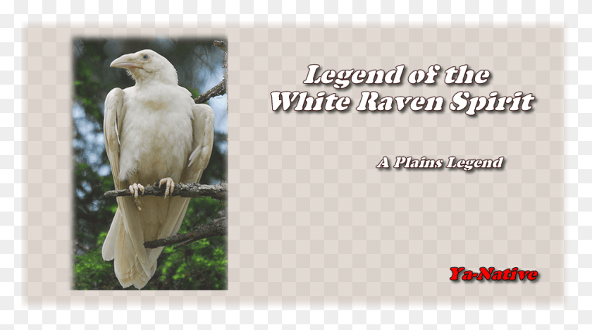 940x492 At The Beginning When The Earth Was Fresh And New White Necked Raven As Pets, Bird, Animal, Cockatoo HD PNG Download