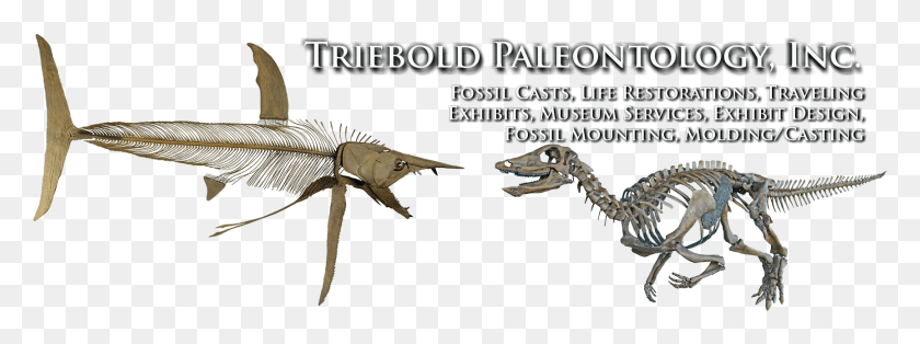 1729x564 At Triebold Paleontology Inc Giant Anteater, Reptile, Animal, Dinosaur HD PNG Download