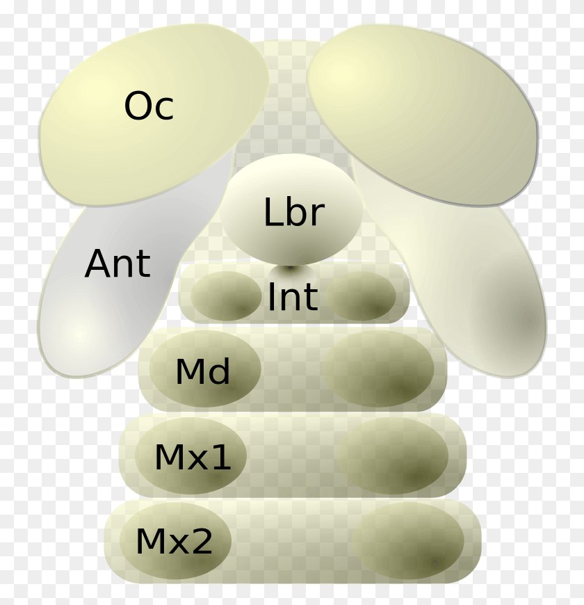 738x810 Atelocerata Embryo Head Diagram Circle, Hand, Number, Symbol HD PNG Download