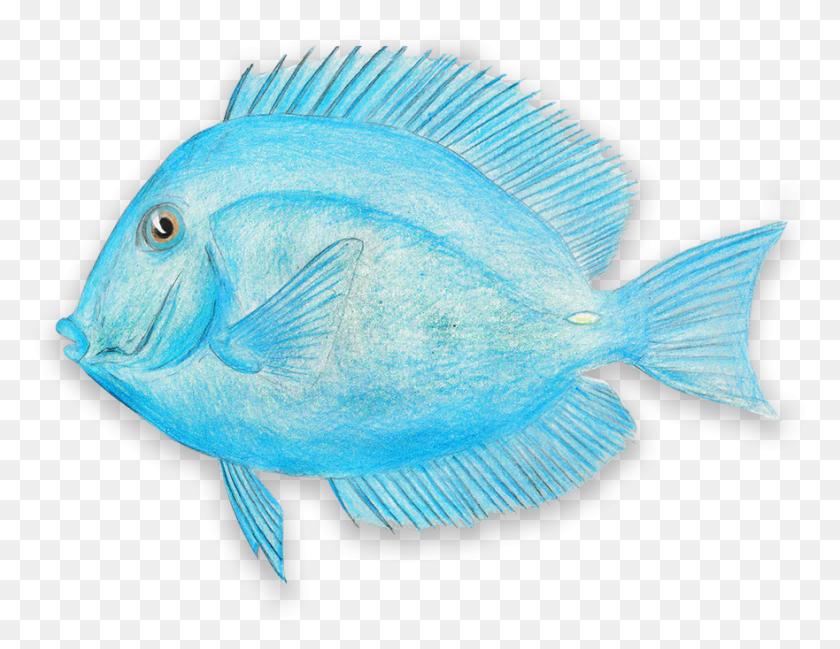 881x666 Атлантический Голубой Tang Pomacentridae, Рыба, Животное, Морская Жизнь Hd Png Скачать