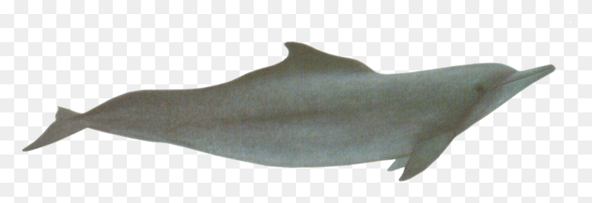 1603x472 Атлантический Горбатый Дельфин Подошва, Животное, Морская Жизнь, Рыба Hd Png Скачать