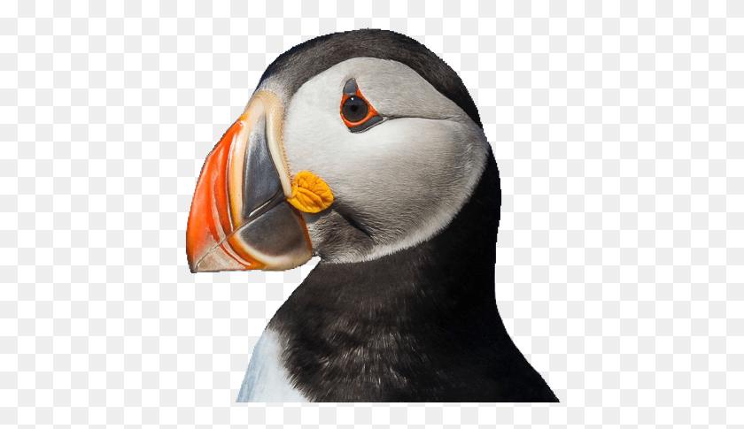 426x425 Atlantic Puffin, Penguin, Bird, Animal HD PNG Download