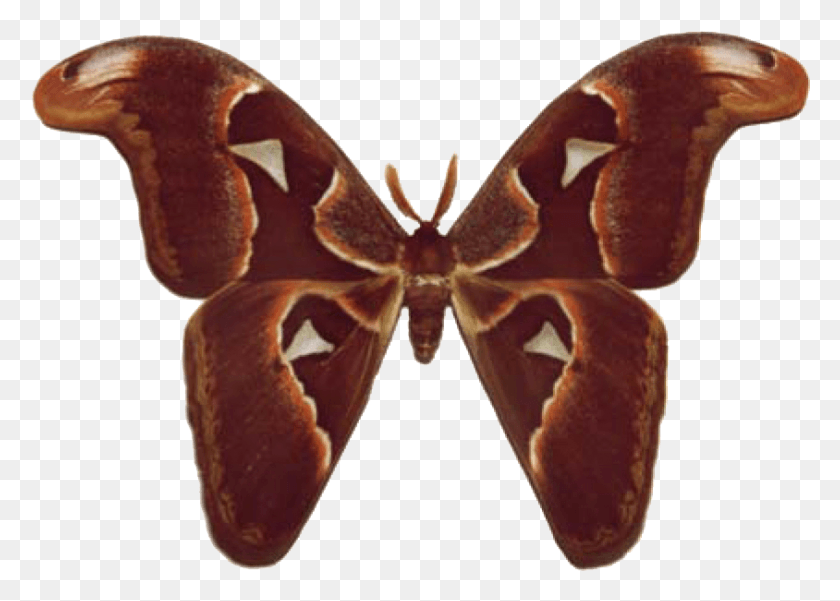 844x586 Atlas Moth Moth Butterfly Identification, Insect, Invertebrate, Animal Descargar Hd Png