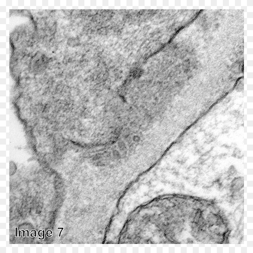 876x876 Атлас Q Изображение Монохромный, Камень, Почва, Ископаемое Hd Png Скачать