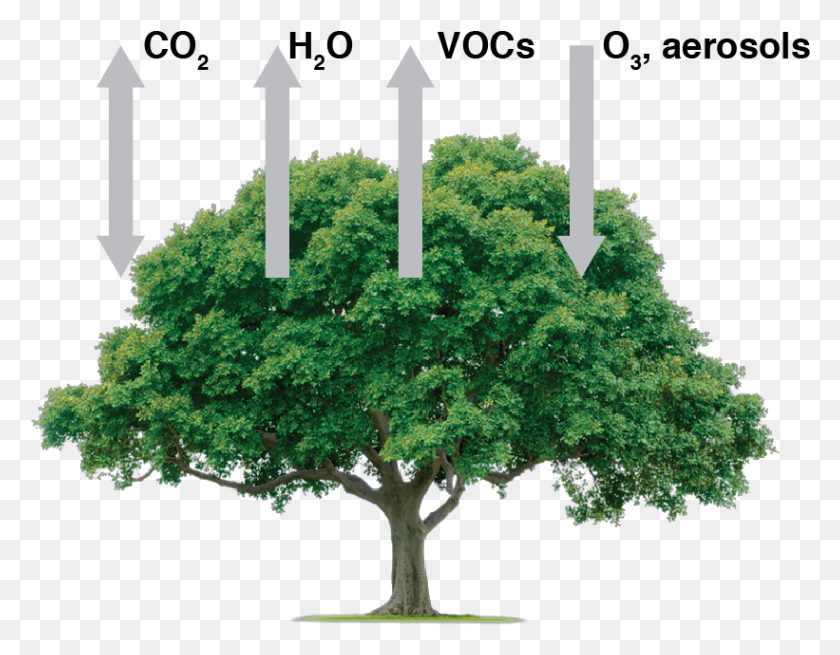 821x627 Atmosphere Biosphere Fluxes That Influence Atmospheric Arvore Fundo Transparente, Tree, Plant, Cross Descargar Hd Png