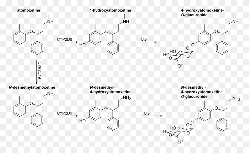 2849x1679 Descargar Png / Metabolismo De Atomoxetina, Diagrama, Texto, Diagrama Hd Png