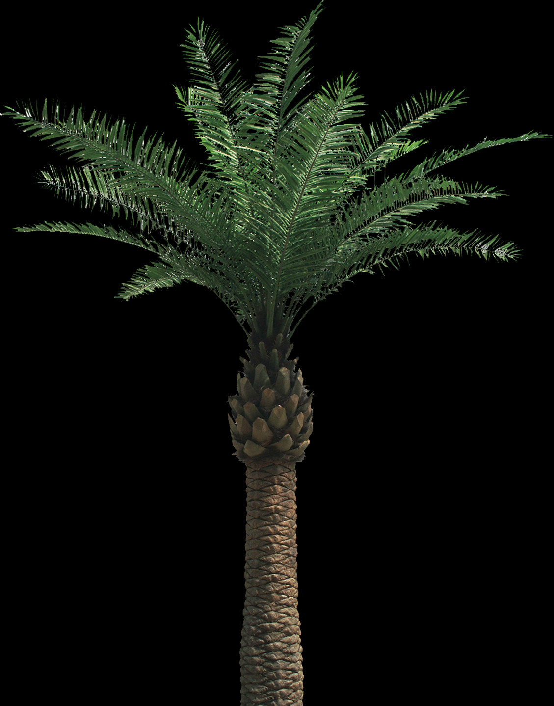 1129x1438 Attalea Speciosa, Tree, Plant, Palm Tree HD PNG Download