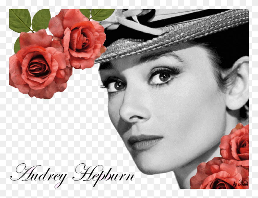 800x600 Audrey Hepburn, Plant, Rose, Flower HD PNG Download
