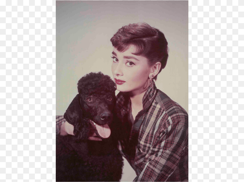 458x629 Audrey Hepburn Audrey Hepburn Poodle, Portrait, Photography, Face, Head PNG