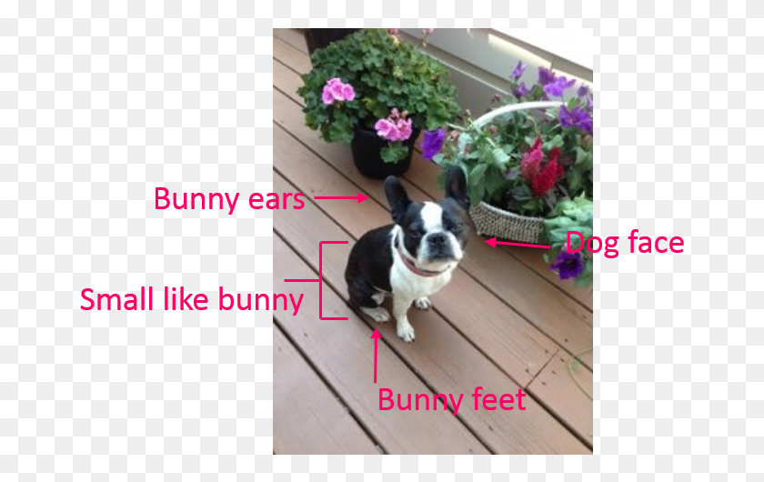 665x470 Augie Bunny 1 Boston Terrier, Boston Bull, Bulldog, Dog HD PNG Download