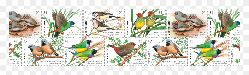 4000x1000 Australian Bird Stamps, Animal, Chicken, Poultry HD PNG Download