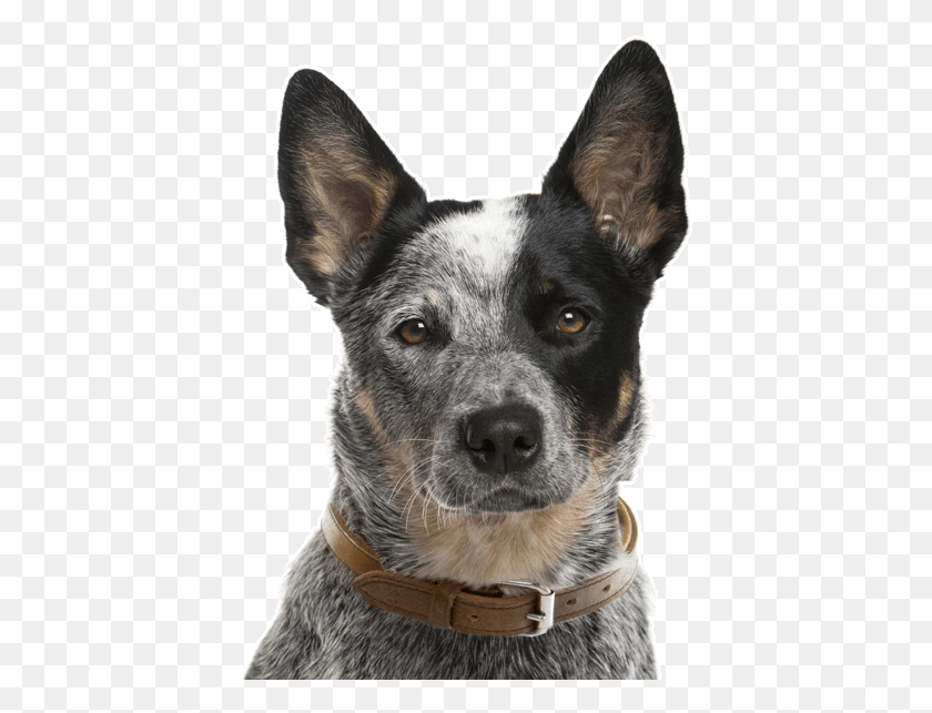 412x583 Australian Cattle Dog Puppies Dogs Search Australian Cattle Dog Face, Pet, Canine, Animal HD PNG Download