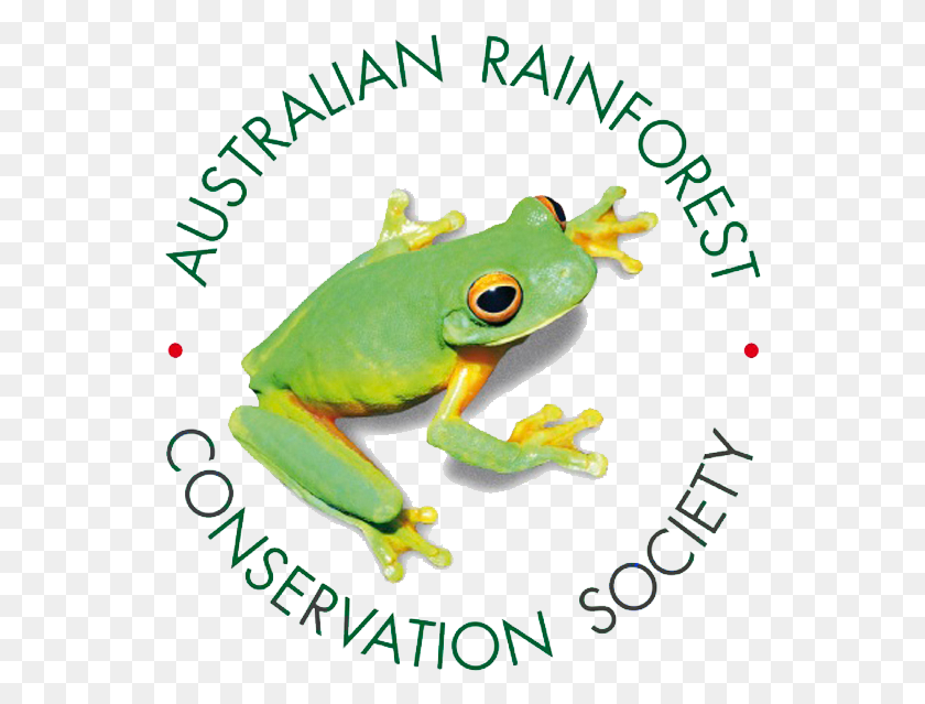 543x579 Australian Rainforest Conservation Society, Frog, Amphibian, Wildlife HD PNG Download